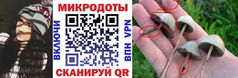 Псилоцибиновые грибы Psilocybine cubensis  Тамбов 